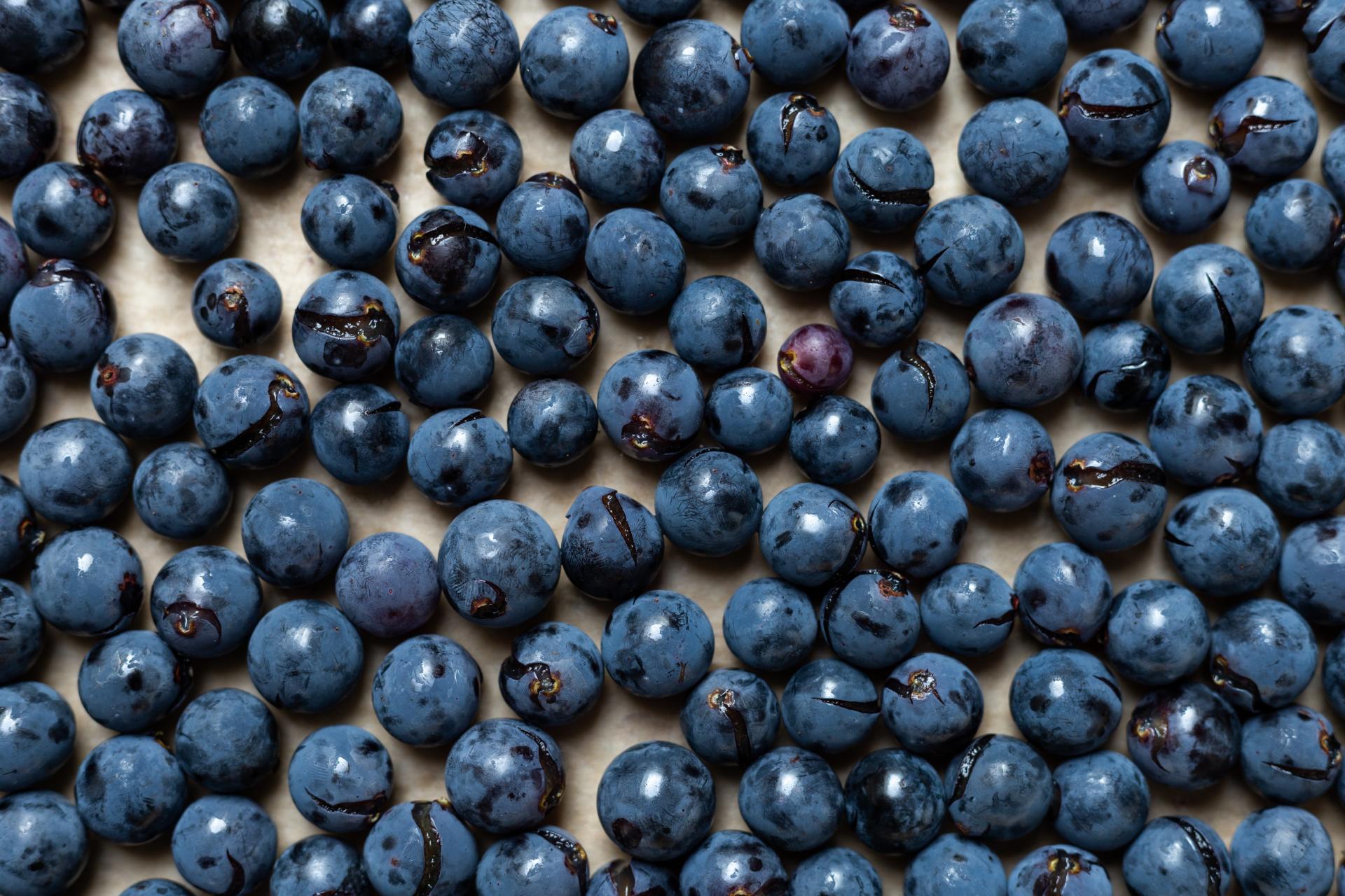 pestovani-kanadskych-boruvek